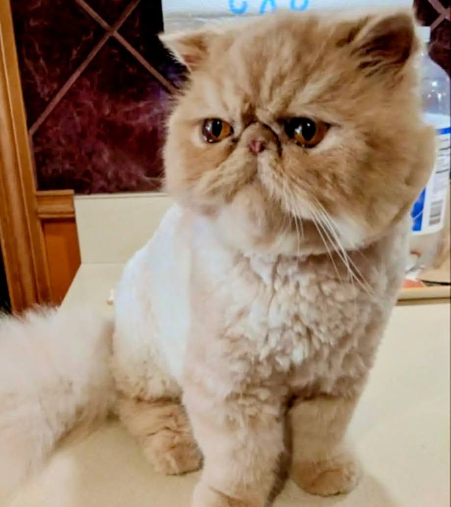 Home Service Cat Groomer